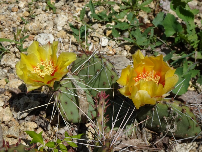 en. tulip prickly pear, ru. Опунция тёмноколючковая, lat. Opuntia phaeacantha