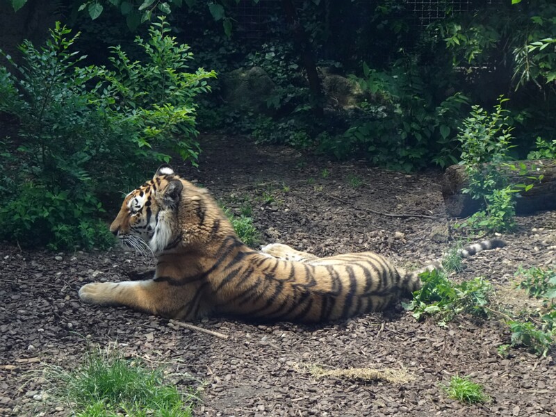 Budapest Zoo