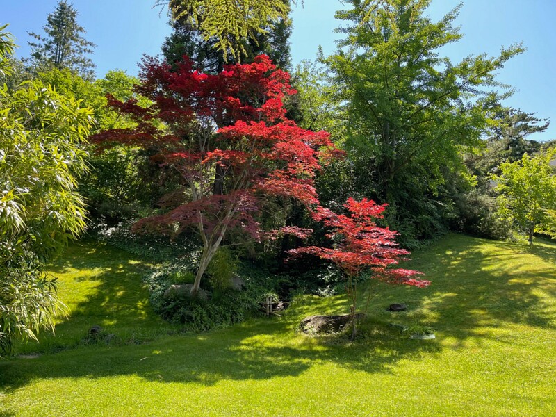 Japanese Garden